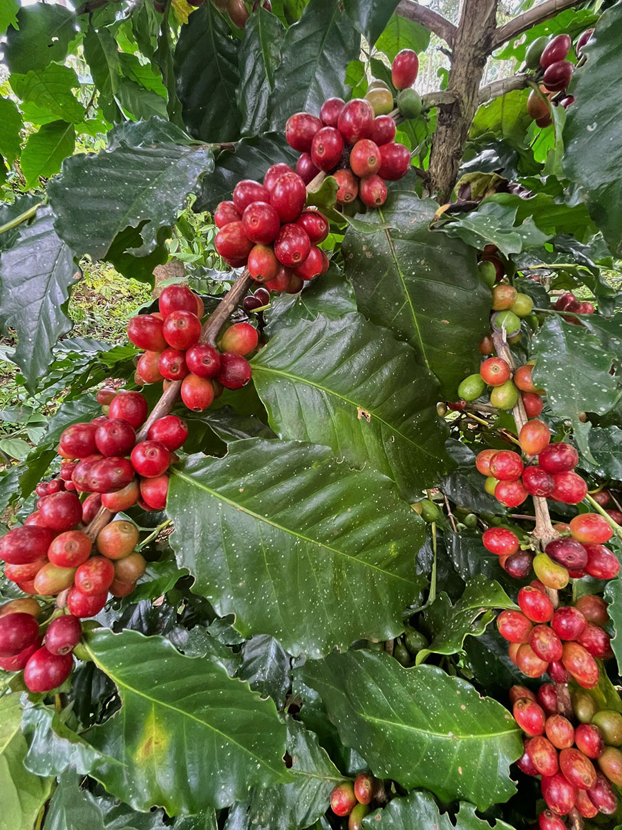 mibica-commodities-images-about-slide-01