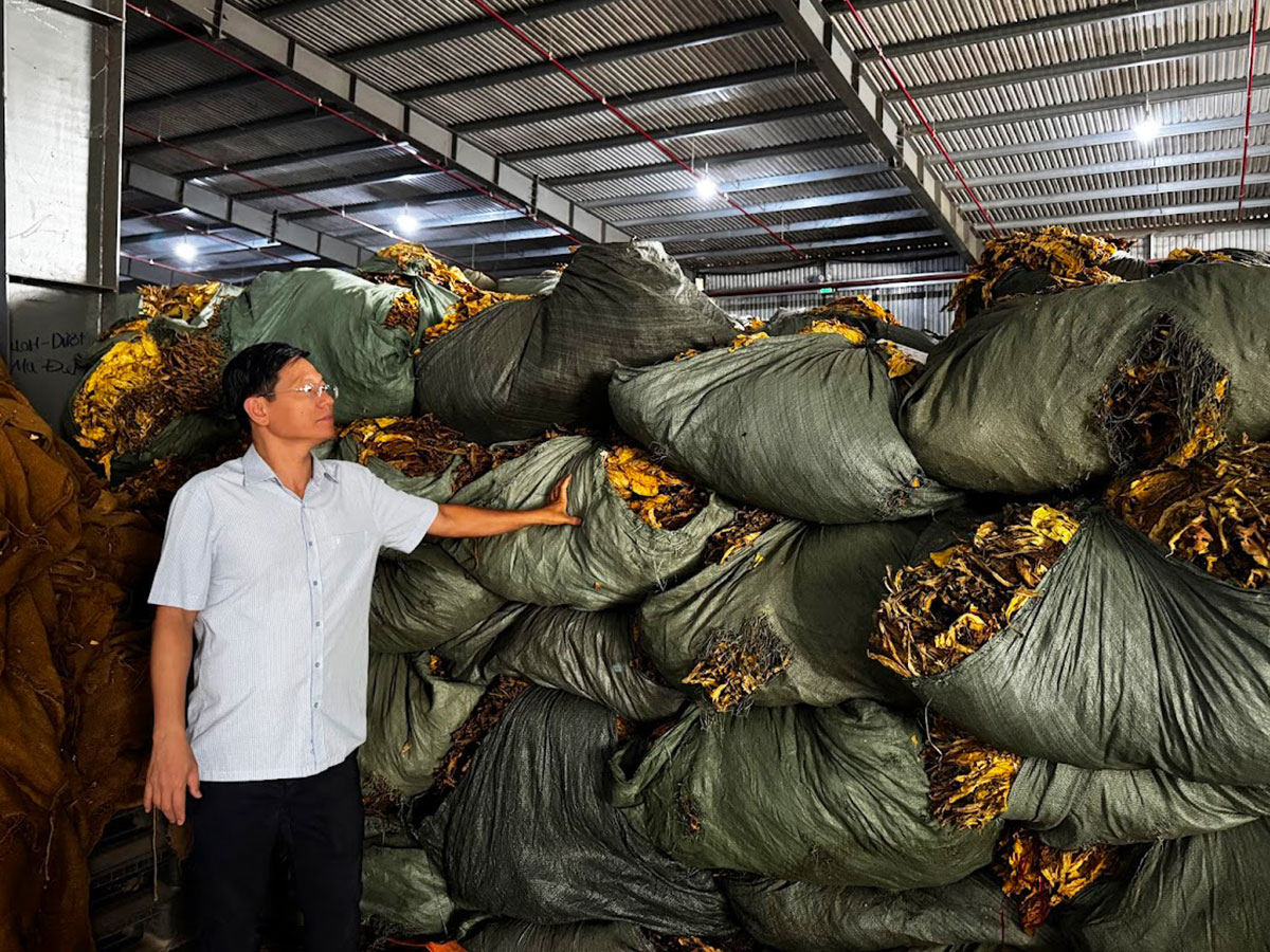 mibica-commodities-images-activities-tobacco