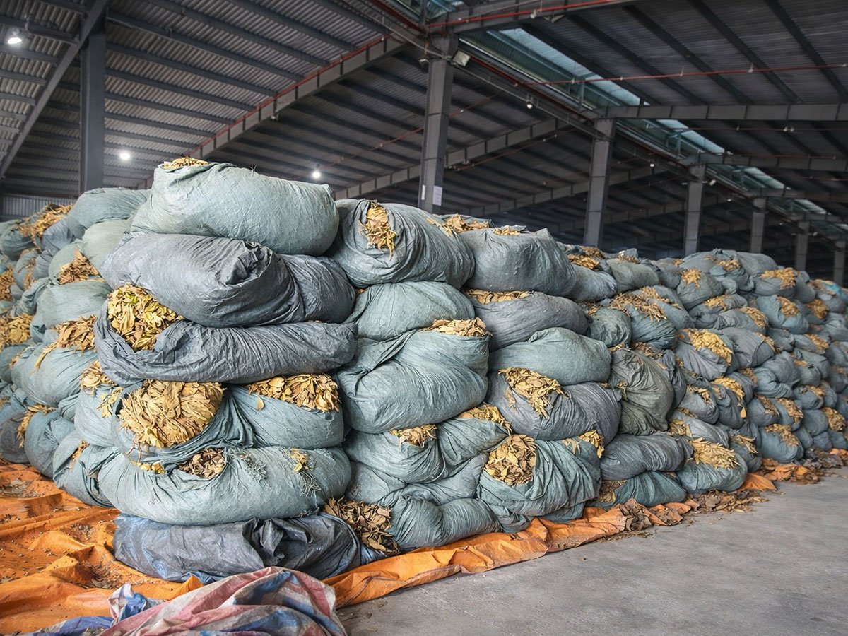 mibica-commodities-images-activities-tobacco