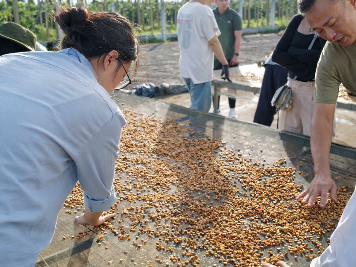 mibica-commodities-coffee-product-image