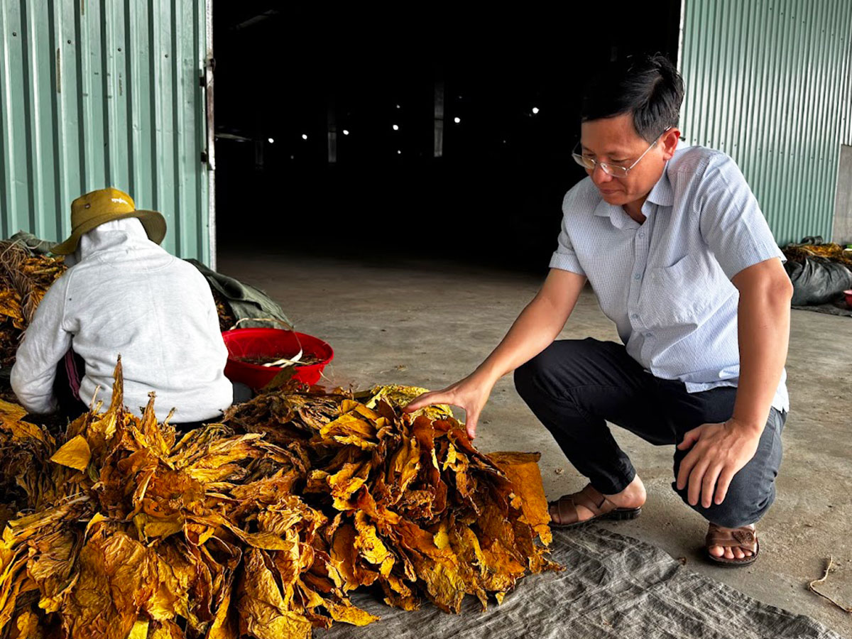 mibica-commodities-images-activities-tobacco