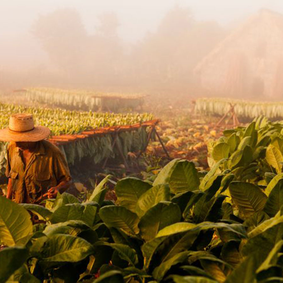 mibica-commodities-images-tobacco